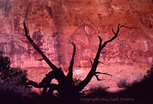 Staghorn shadow Arches NP 14S1 3-28-14